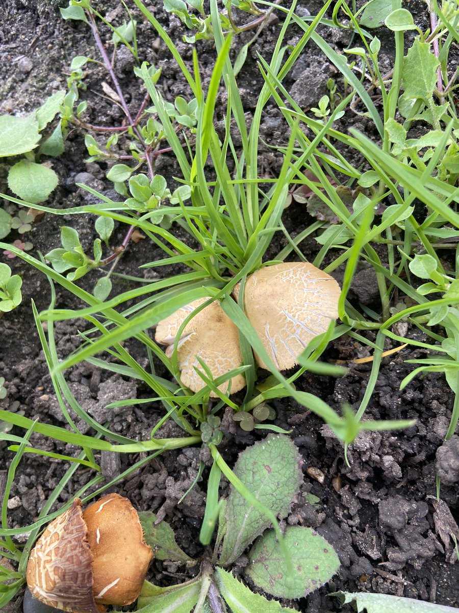 Flo Dill tweet media