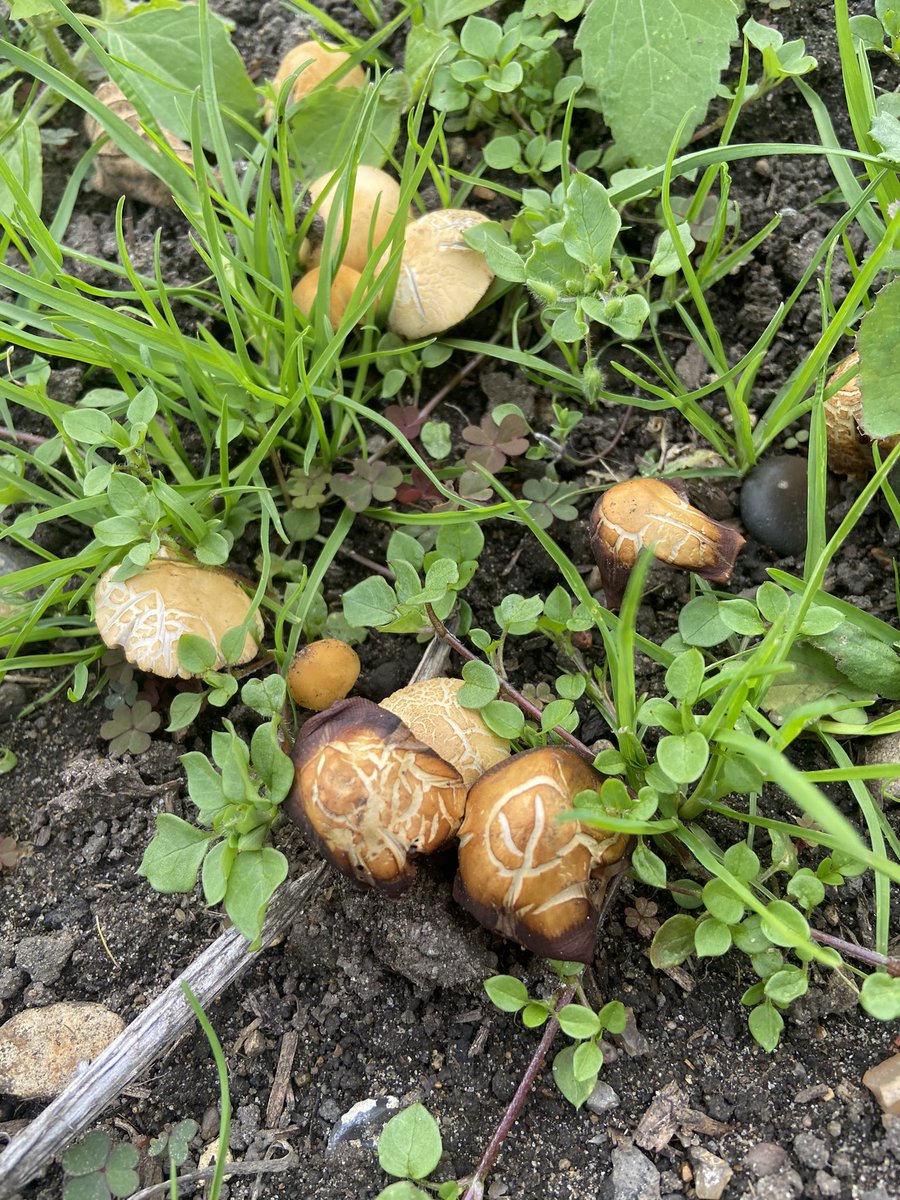 Flo Dill tweet media