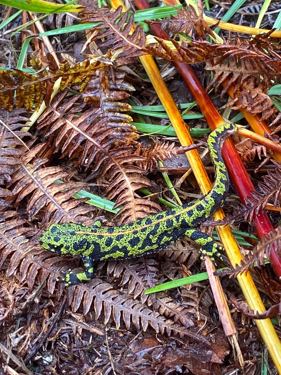 Etude du materiel utilisé pour la collecte d'insectes en forêt. #GEFF2022

#insecte #collecte #piege #entomologie #entomophage