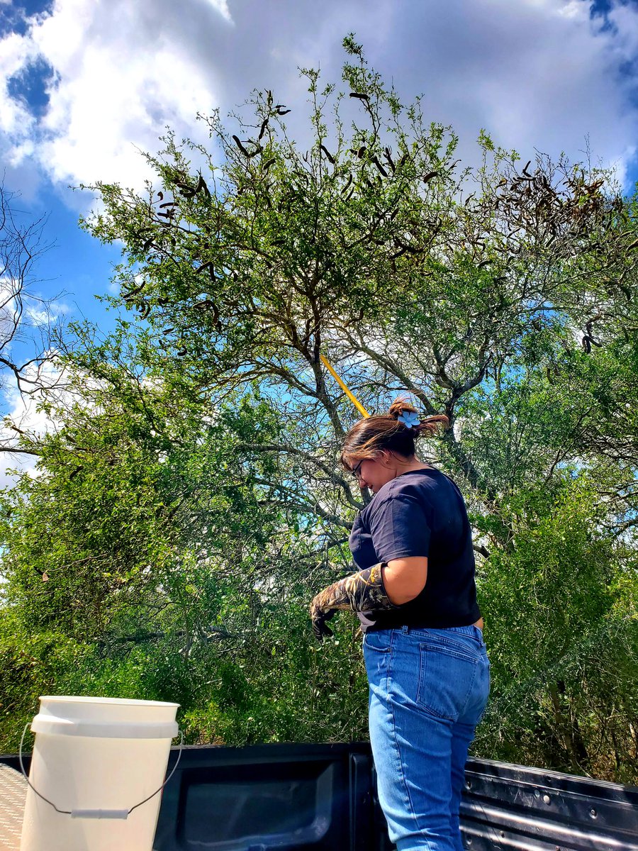 DaleLRGV's tweet photo. Meet @UTRGV undergrad Alexa Escobedo. Alexa's dual commitment to seed collection and research through the EFAS-REEU program is a big part of @AmericanForests work in #RGV. She presents her thornforest study next month @SACNAS 2022. Go Alexa! #HispanicHeritageMonth #SeedSeptember https://t.co/xgNxOeAhi6
