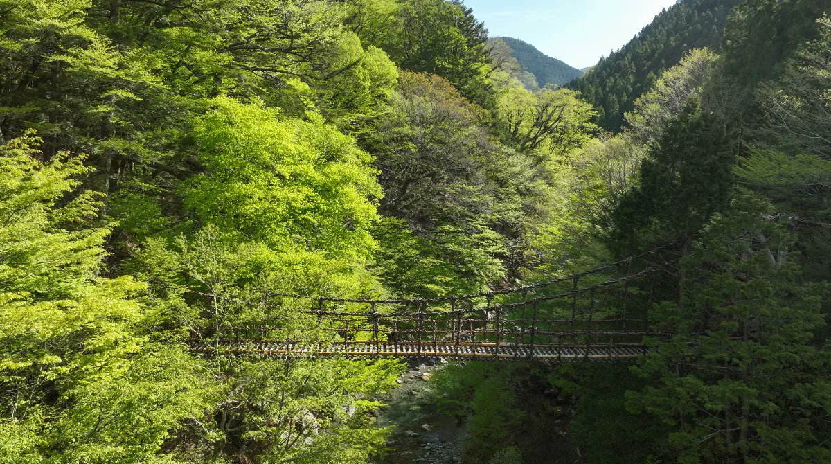 aufildujapon's tweet photo. Profitez du calme et de la verdure au pont Kazurabashi d’Iya. L’île de Shikoku a tant à nous offrir ! https://t.co/8PwP7RKqE0
