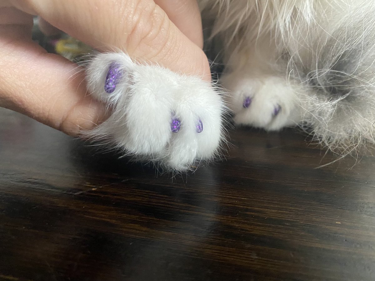 Never forget when I picked up my kitty from the vet and unbeknownst to my husband &amp; I, they put sparkly purple nail caps on when they trim nails😂 #pawdicure #slay