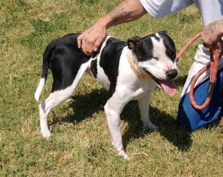 adopt_a_dog_bot's tweet photo. Molly is a brave damsel, who can be found near Larned, KS! Molly is a Staffordshire Bull Terrier mix, who loves pretty much everyone!! #StaffordshireBullTerrier #mixedbreed #mutt #dogsoftwitter #rescue #adopt #dog #Larned #Kansas #KS https://t.co/Yd1Rx58szG https://t.co/hzNlgid2eX