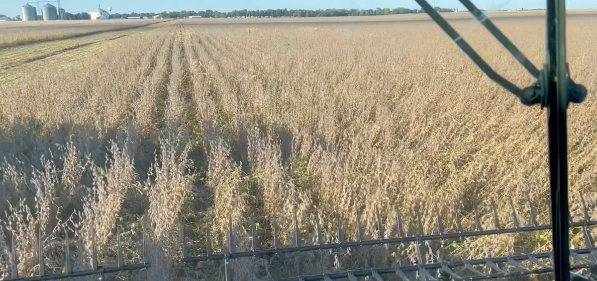 BetsyJibben's tweet photo. I should have worked "harvest hours" and posted yesterday. 🤣 

BUT, here's a video of @chief321 of @AgMarket_Net  harvesting soybeans. He talks conditions in his area of IL (and of course, prices).

"Ride along" with him here🙃:
https://t.co/9bRWQpFl2q https://t.co/z5DNSTZoPO