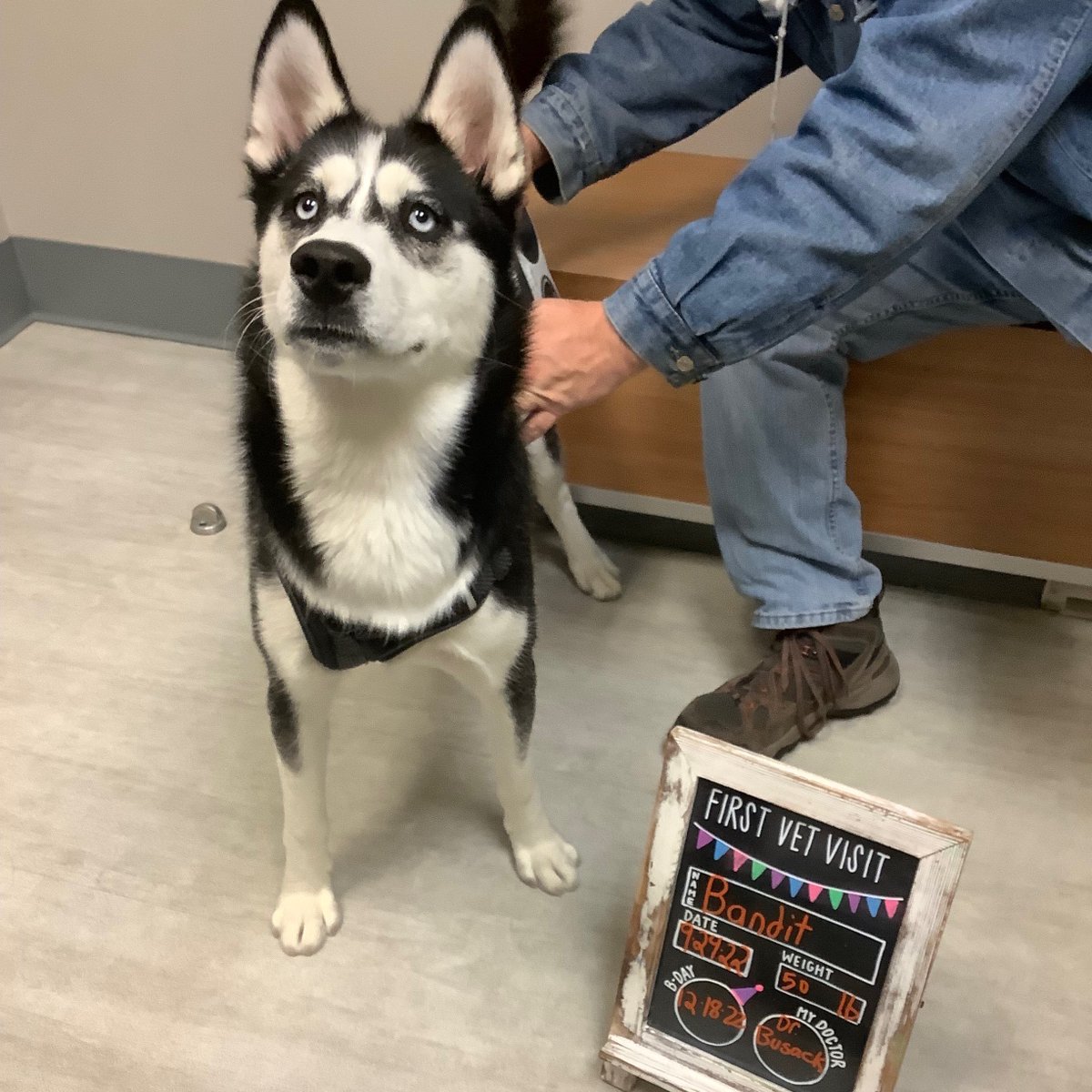 BartelsBusack's tweet photo. Happy Wet Nose Wednesday! #BBPH #Cornelius #Bandit #FirstVetVisits #BravePups β€οΈπΆ https://t.co/Z75X0Uayrs