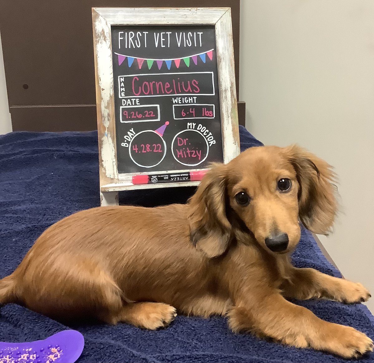 BartelsBusack's tweet photo. Happy Wet Nose Wednesday! #BBPH #Cornelius #Bandit #FirstVetVisits #BravePups β€οΈπΆ https://t.co/Z75X0Uayrs