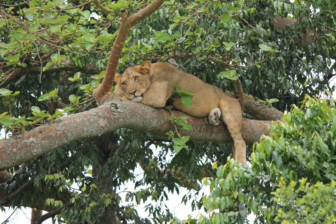 ActiventuresMI's tweet photo. Follow and like us across all of our social media platforms: Facebook, Twitter, Youtube, Instagram, and Pinterest to keep up to date with Activentures Africa Safaris! #SouthgateMI https://t.co/HQEstxSzkK https://t.co/gmlUnql3ui