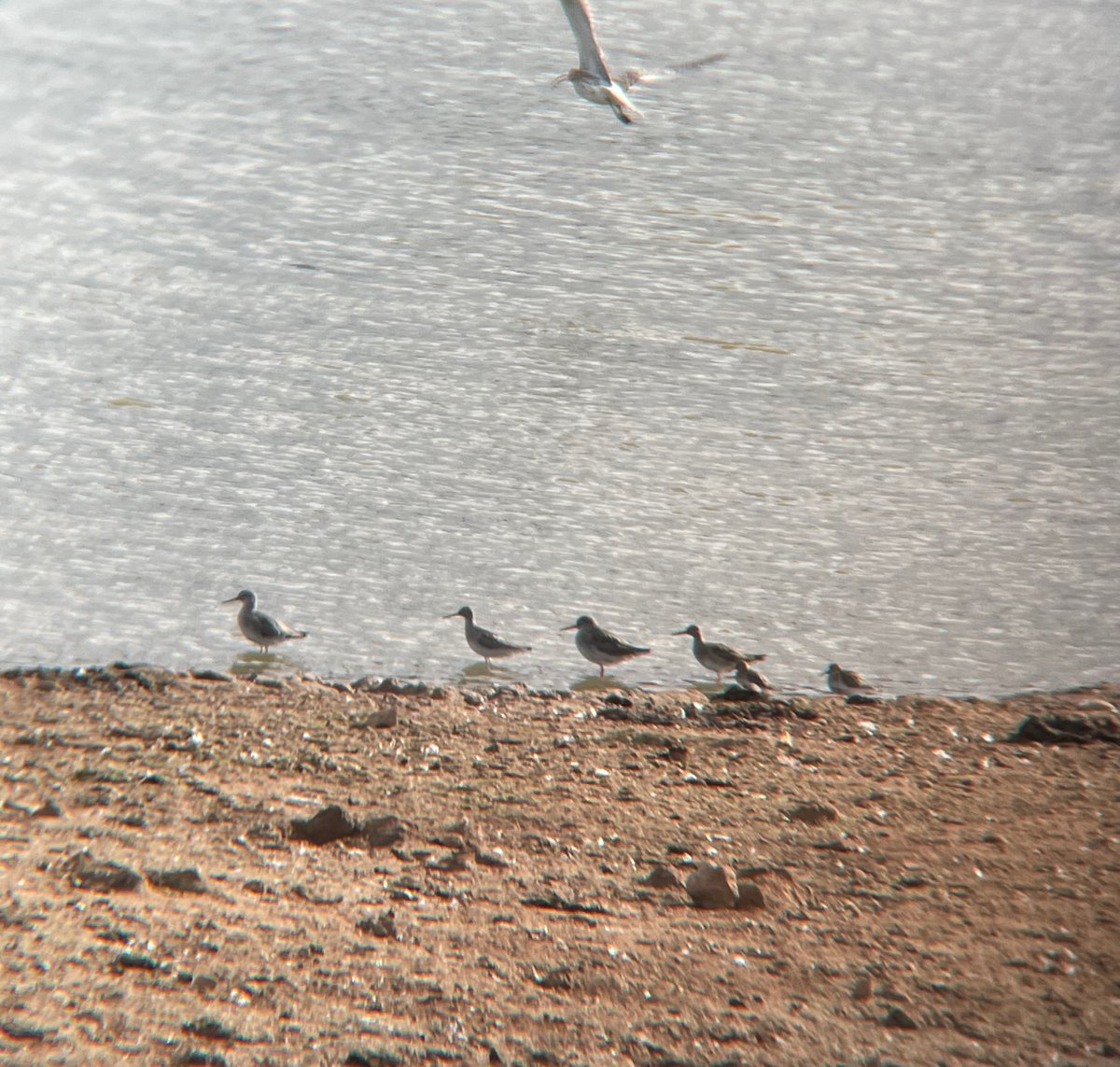 birdenofproof's tweet photo. Garganey, 2 Stonechat, and Grey Wagtail among the favourites from #BowlingGreenMarsh this morning.
#DevonBirds #LowCarbonBirding https://t.co/ScNm03UrqU