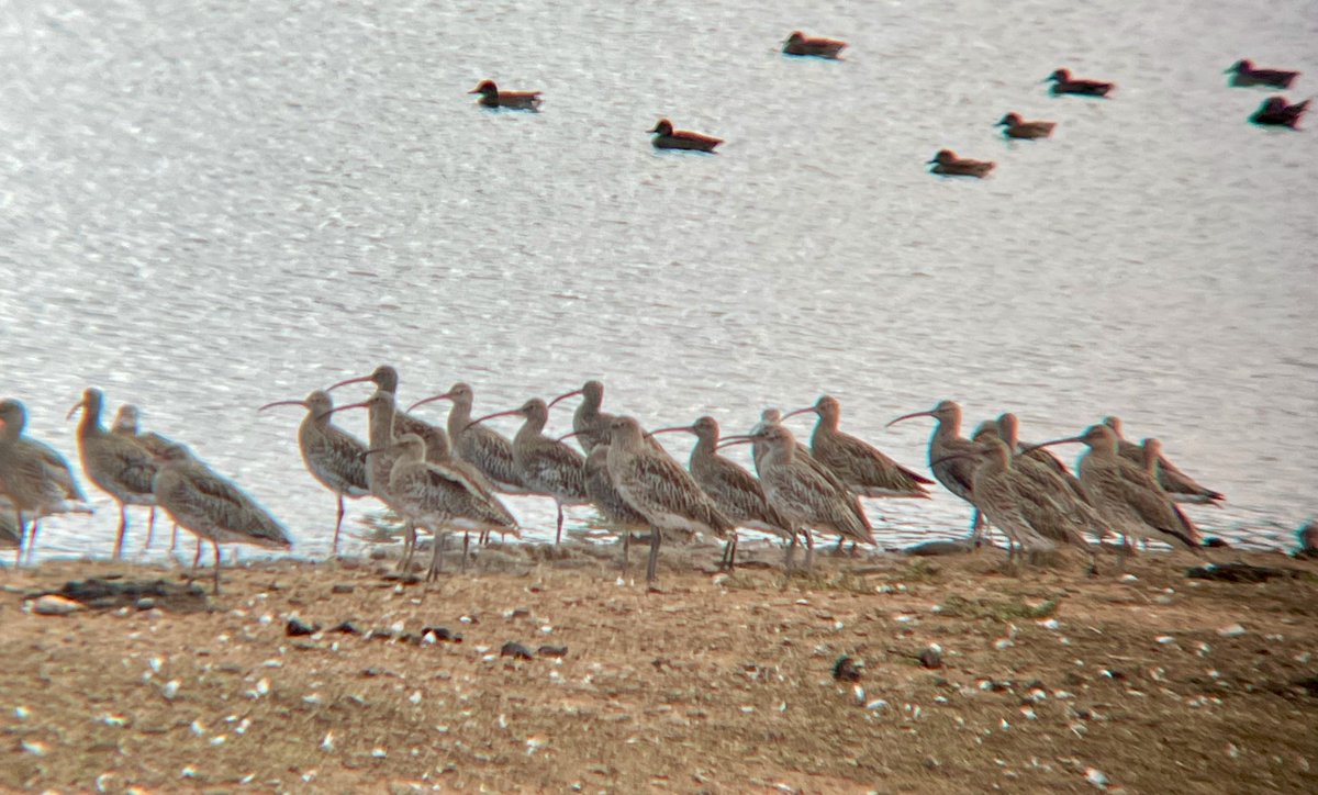 birdenofproof's tweet photo. Garganey, 2 Stonechat, and Grey Wagtail among the favourites from #BowlingGreenMarsh this morning.
#DevonBirds #LowCarbonBirding https://t.co/ScNm03UrqU