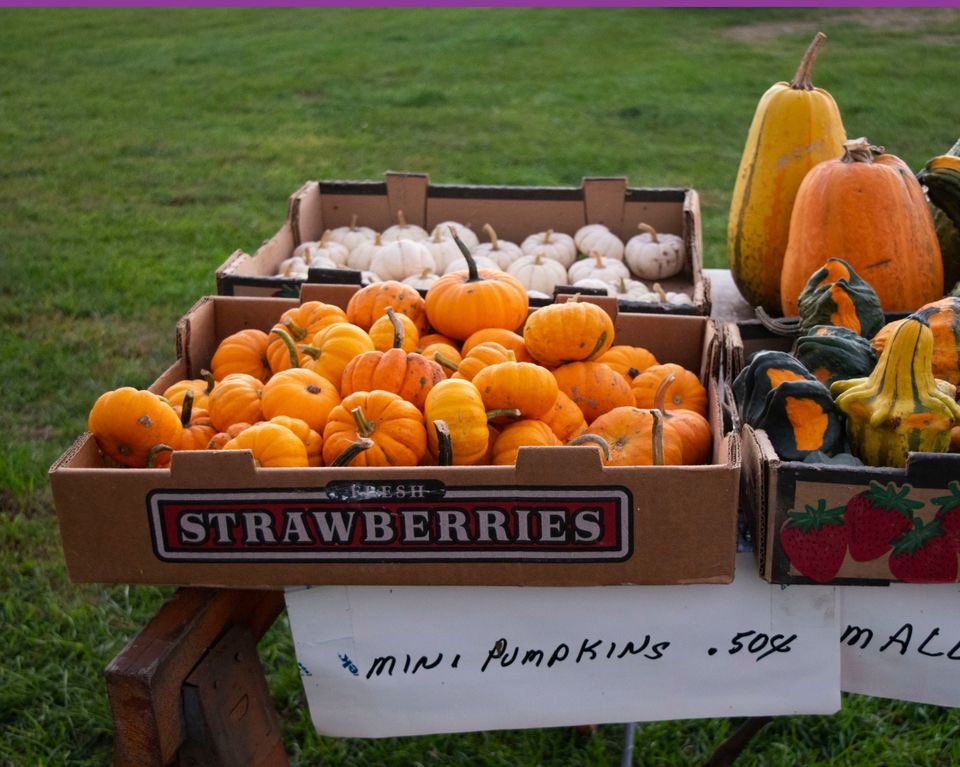 grammarpanda's tweet photo. Come to Rosey's Berry Farm for Pumpkins a Plenty! Pricing varies from $.50 for the minis to around $10 for the heavy ones. There are ready-pick pumpkins + gourds on the tables or pick your own. Location: 1066 North 1150 West, Michigan City, IN 46360. Call 219.877.5555 for info. https://t.co/vb4yimCKVo