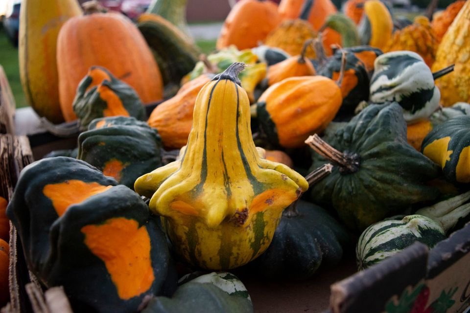 grammarpanda's tweet photo. Come to Rosey's Berry Farm for Pumpkins a Plenty! Pricing varies from $.50 for the minis to around $10 for the heavy ones. There are ready-pick pumpkins + gourds on the tables or pick your own. Location: 1066 North 1150 West, Michigan City, IN 46360. Call 219.877.5555 for info. https://t.co/vb4yimCKVo