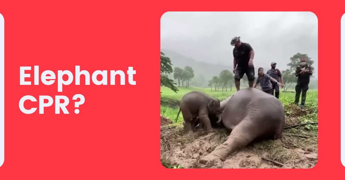 ProTrainings's tweet photo. Can you perform CPR on an elephant? Thanks to a team of veterinarians in Thailand, we know the answer.
Check out the full story and video from @goodnewsnetwork >>> https://t.co/xTMCf3lDSw
#wildlifevet #cprsaveslives #petcpr https://t.co/hlXFfKTGZj