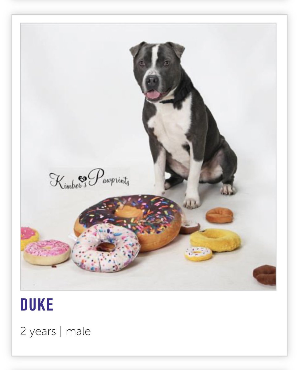 nebraska-humane-society-on-twitter-anyway-we-have-120-dogs-who-want