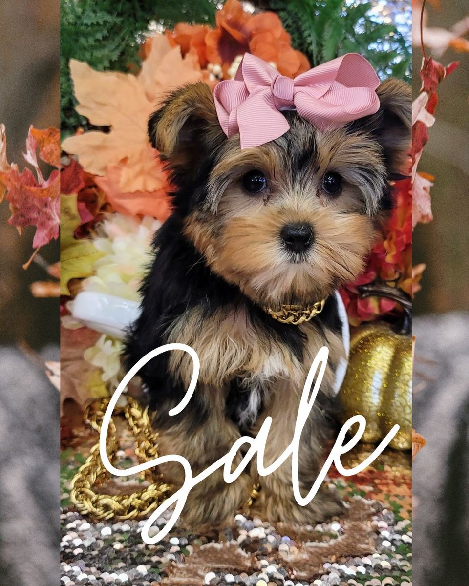 Wonderful Little Babies Available. 

✈️ We Deliver via Puppy Nanny anywhere
💉 Vaccinations up to Date
🔬 Microchipped
👨‍⚕️ Veterinarian Florida Health Certificate
📲 Call us Today

#yorkies #yorkie #yorkiebabies #puppies #puppy #yorkiesofig #puppyworld
