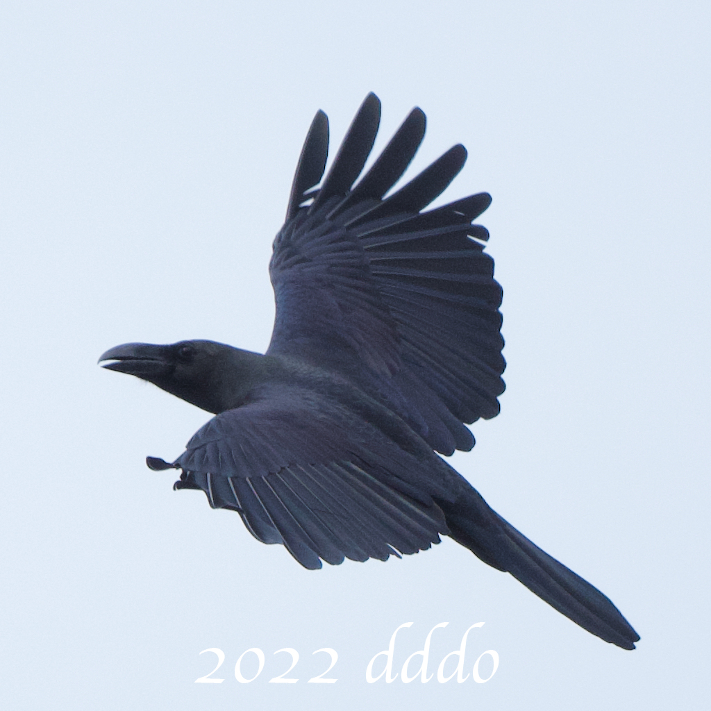 dddo2it's tweet photo. 様子を見に?旋回してきた #カラス
1, 2枚目、#烏の濡れ羽色 = #玉虫色 = #構造色 がきれいですね^^
3枚目、真っ直ぐこちらを見つつ
2022.09.28 #買出し
#D500 #500mmF56Epf
#crow #structural_color #bird #flight #photo #鳥 #飛行 #写真 https://t.co/ucrDm0KExr