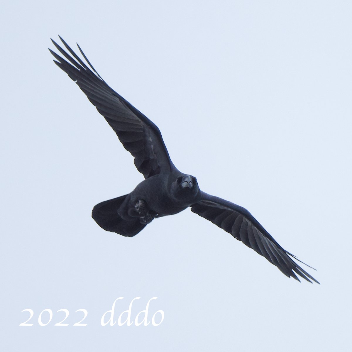 dddo2it's tweet photo. 様子を見に?旋回してきた #カラス
1, 2枚目、#烏の濡れ羽色 = #玉虫色 = #構造色 がきれいですね^^
3枚目、真っ直ぐこちらを見つつ
2022.09.28 #買出し
#D500 #500mmF56Epf
#crow #structural_color #bird #flight #photo #鳥 #飛行 #写真 https://t.co/ucrDm0KExr