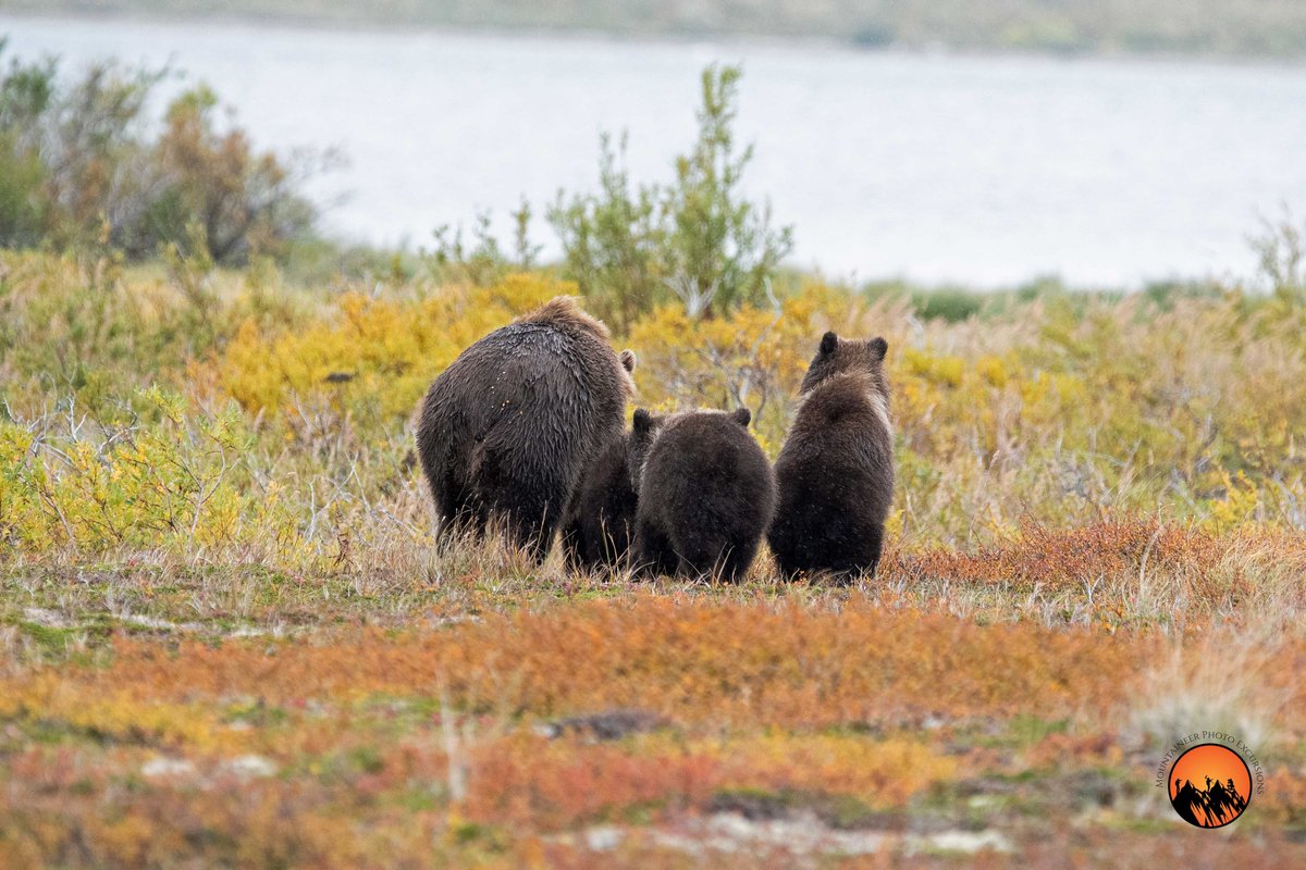 RonWVphoto's tweet photo. Don't Go Away! #MPExWorkshops is returning to #Alaska and there's room for YOU!
Our 2023 Alaska #photo #workshop sold out in a week back in January of 2022.
Registration for Alaska in Sept. '24 opens in January '23!
#wildlife #nature #grizzlybears #instruction #MPExWorkshops https://t.co/79l15NXEzF