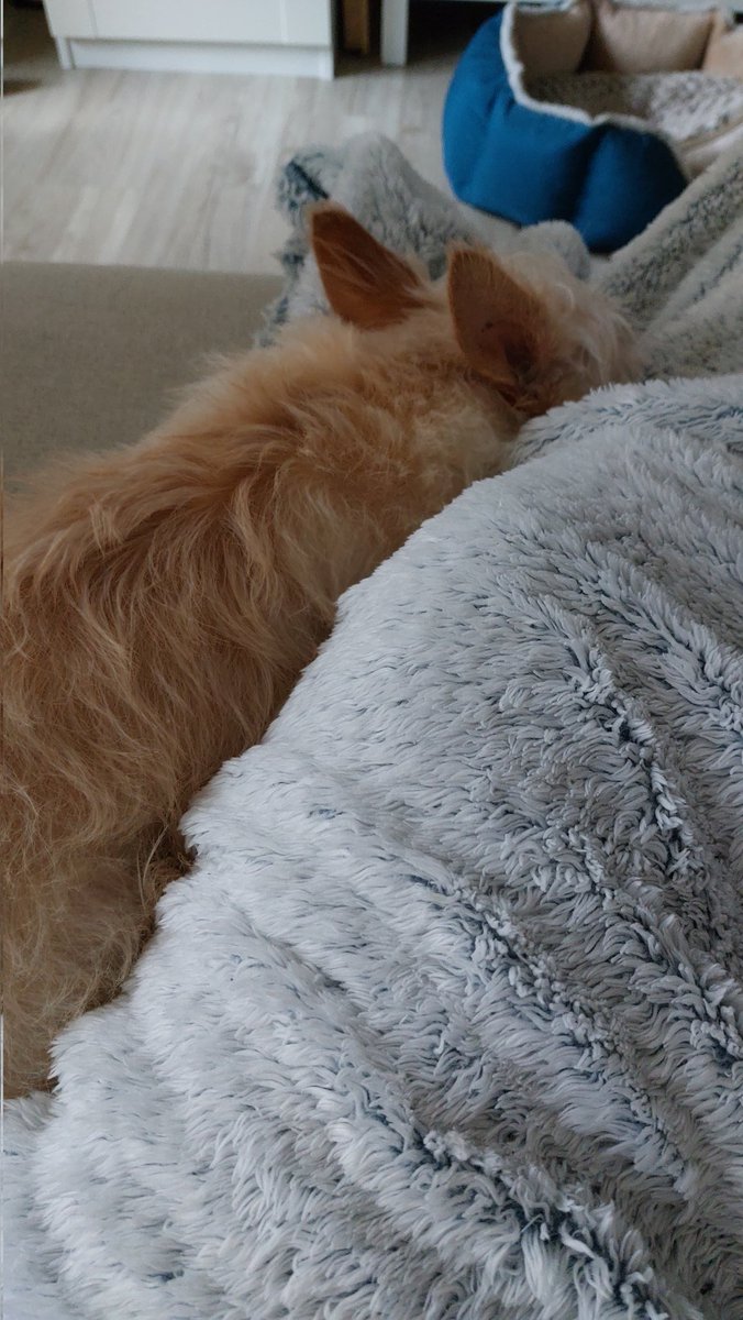 Im still not feeling well my friends. My mouth is even more swollen today. Definitely seeing the doctor tomorrow. On the bright side my little dog has been extra cuddly to help me feel better.