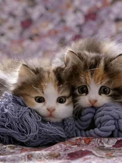 nehanatasha90's tweet photo. Hlw kittens..π»π½
#catslove #kittymeow #kittendaily #loveanimals #petinstagram #cutecatsblog #animalslove #catsphoto #kittenworld #petslife #catsforlife #kittenofinstgram #meowmy #meowth #kittencat https://t.co/tcGmPl5Tpw