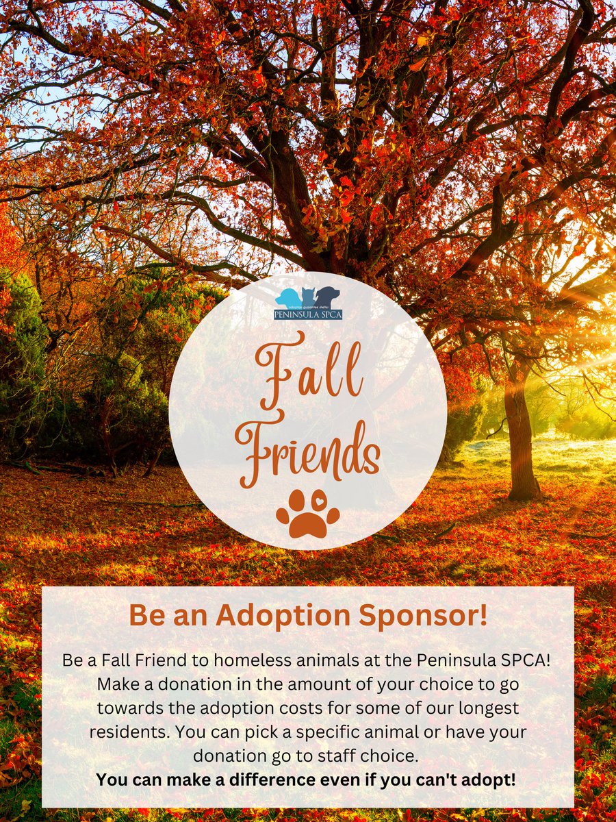 PeninsulaSPCA's tweet photo. Donner, a handsome 3yr old Pedro de Presa Canario mix is already housebroken and looking for his forever family, but requests no cats please!๐พ๐#dogsoftwitter #adopt #PSPCAFallFriends
Make a difference even if you can't adopt by becoming a Fall Friend!
https://t.co/AUT7TMfZqJ ๐งก https://t.co/kskQ4D6fai