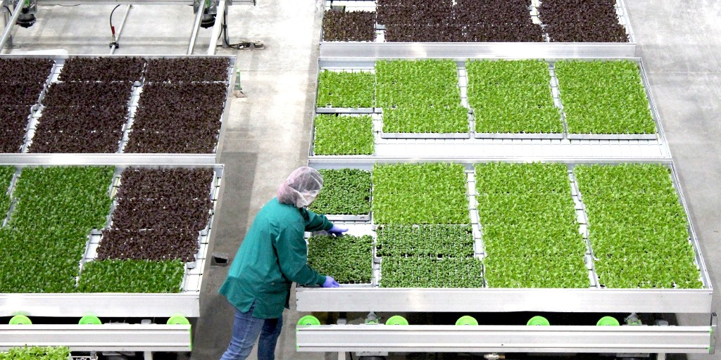 Because we can build farms anywhere on earth, we can guarantee a year-round supply of fresh, healthy locally grown produce anywhere on earth.