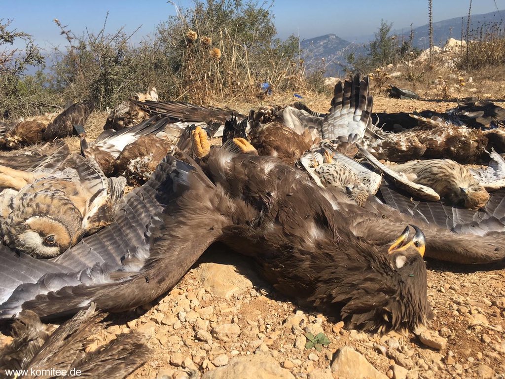 CABS_REPORTS's tweet photo. Thousands of eagles are being killed by poachers in #Lebanon every year. The poaching is particularly dramatic for the #LesserSpottedEagle - a species of upmost conservation in eastern Europe. @SpnlOrg @SaydMagazine Read more: https://t.co/0EQAFbUBg1 https://t.co/rxYZ0DqO6Y