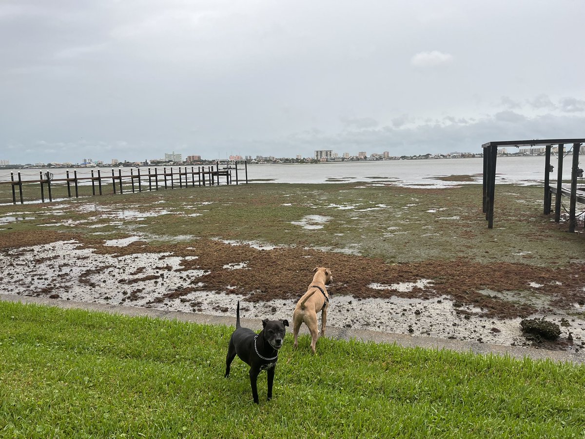 TroMcManus's tweet photo. Here is the “reverse storm surge” phenomenon in Clearwater Harbor as Hurricane Ian sucks water away from shores around Tampa Bay

Read about it here https://t.co/YOt33zlX0b

(Yes I’m safe, I took probably the last opportunity to give my dogs a good walk before things get bad) https://t.co/AIf0cdRxYh
