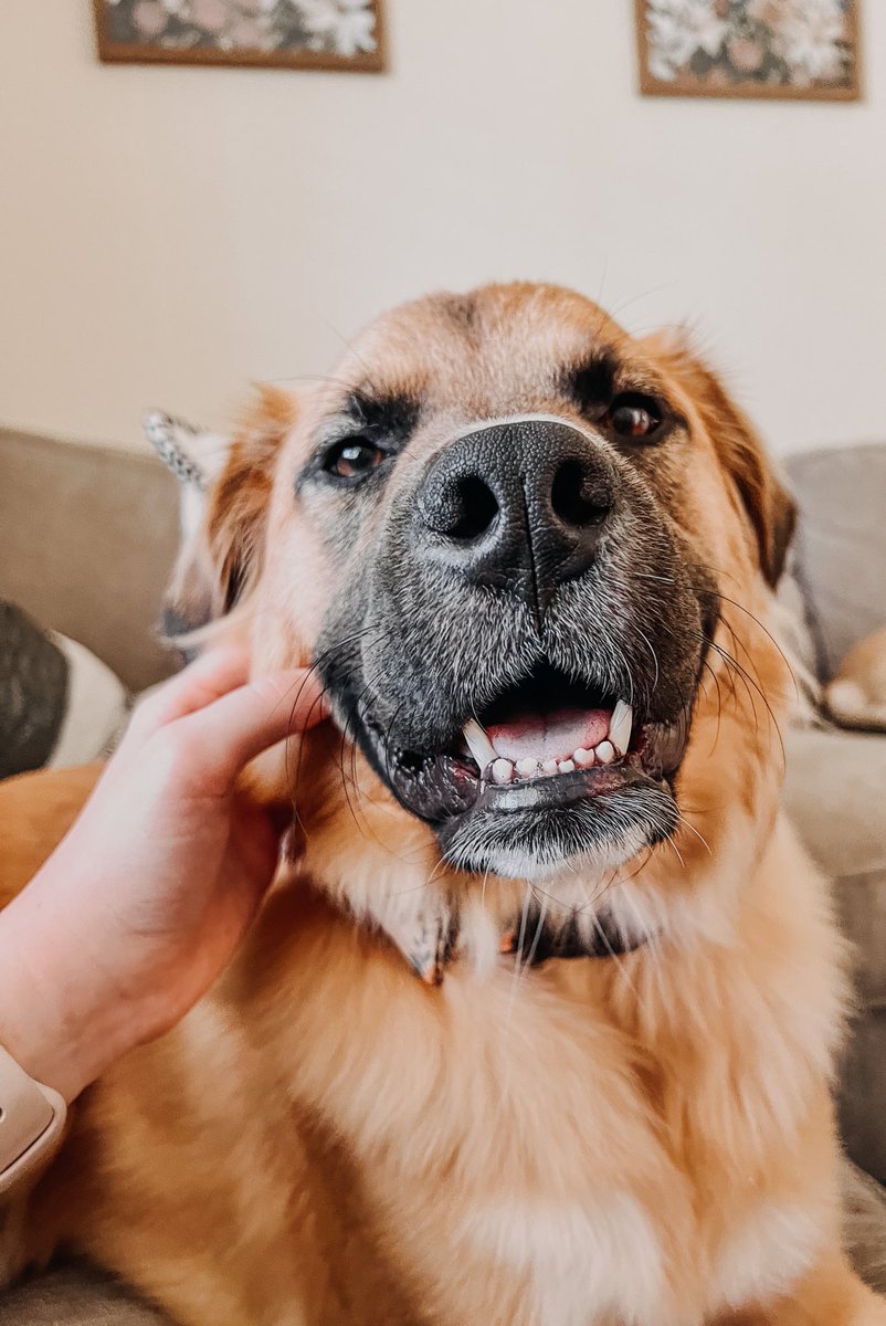 Thank you to all hotels waiving pet fees during Hurricane #Ian evacuations! We encourage all hotels to accommodate pets as Floridians seek shelter.