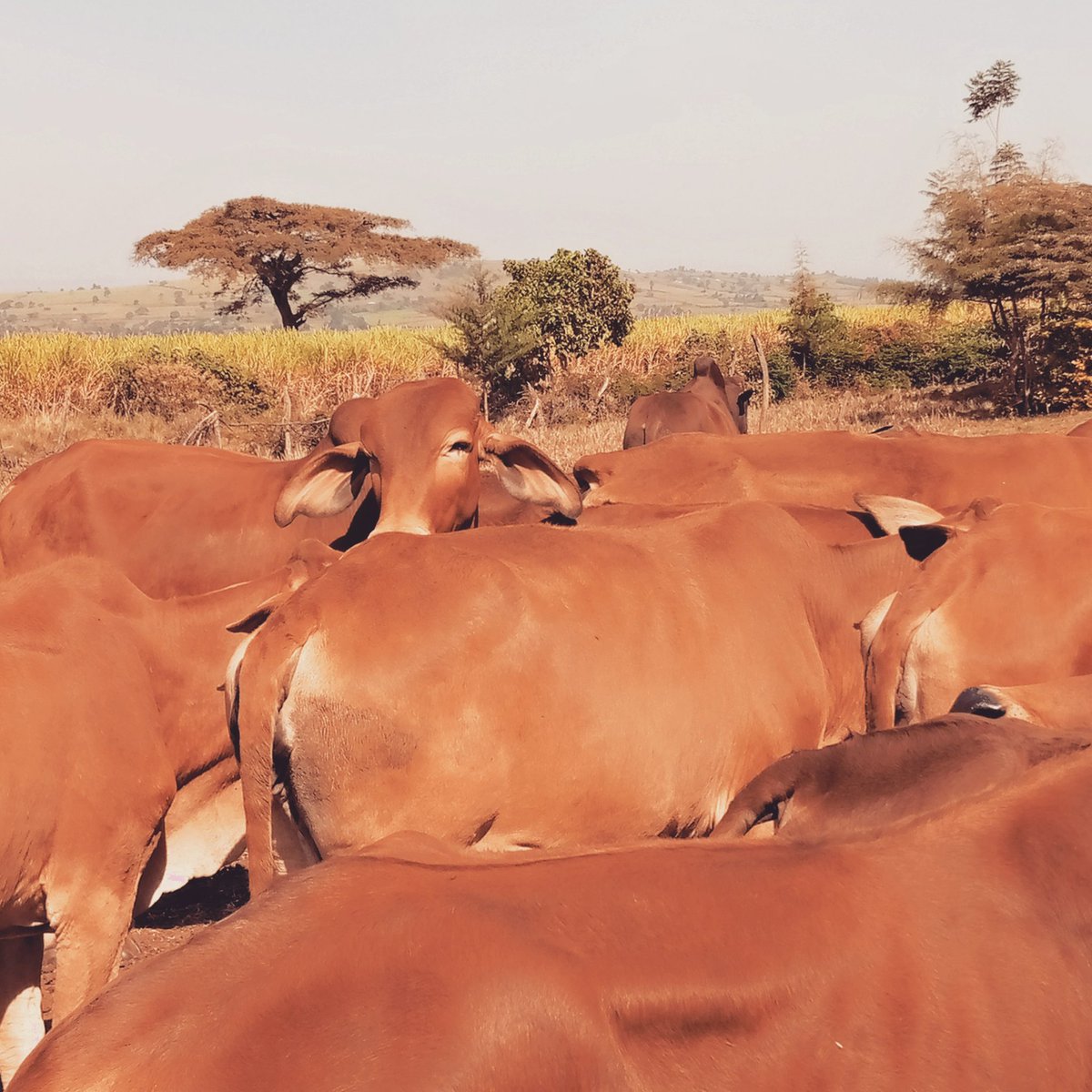 SimelJackson's tweet photo. @Kenyans Enjoying livestock farming too @transmara south -narok county https://t.co/3LQdNa8PW6