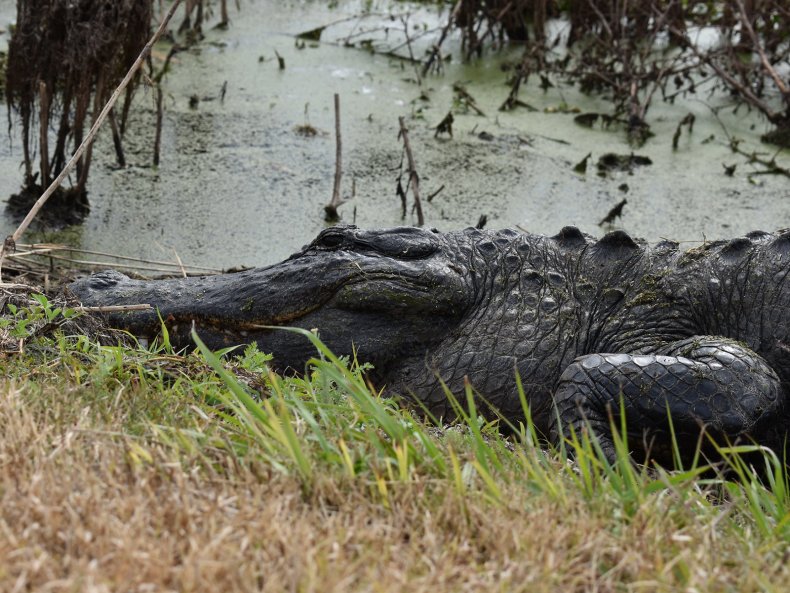 Floridians are being asked by <a href="/MyFWC/">MyFWC</a> to be mindful of animals also seeking shelter from Hurricane Ian. "You may be more likely to see alligators, snakes and bears, so remember to stay alert and give them space," the commission said. 
newsweek.com/florida-warns-…