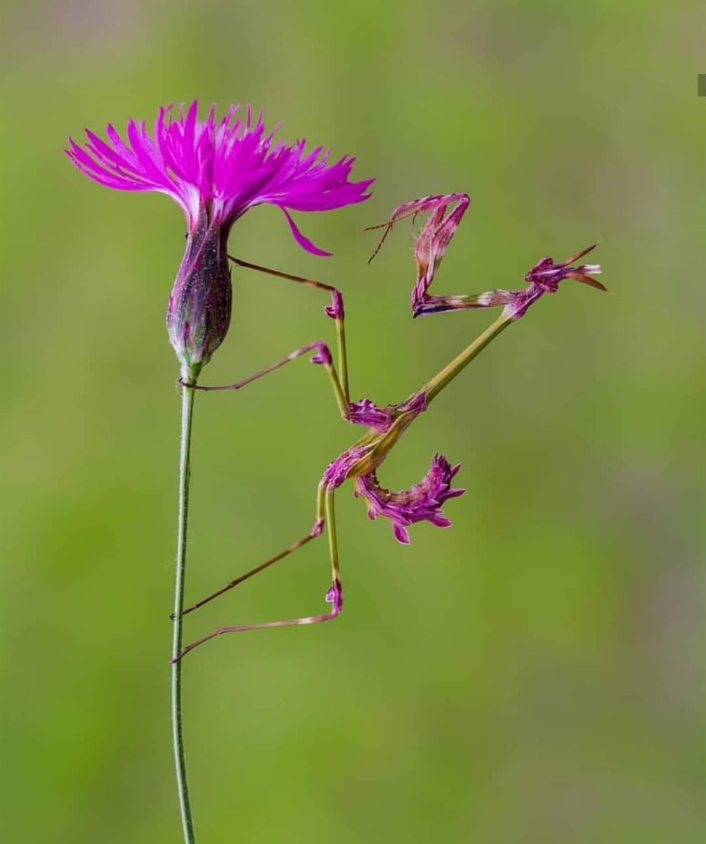 NGSSphenomena's tweet photo. Check out this camouflage!! What do you see?!? How did these species adapt to these very specific looks?!? How do they know where to blend in and where they might stick out like a sore 👍?!? #ngss #ngsschat #sciencetwitter https://t.co/HHIWKPCsN5
