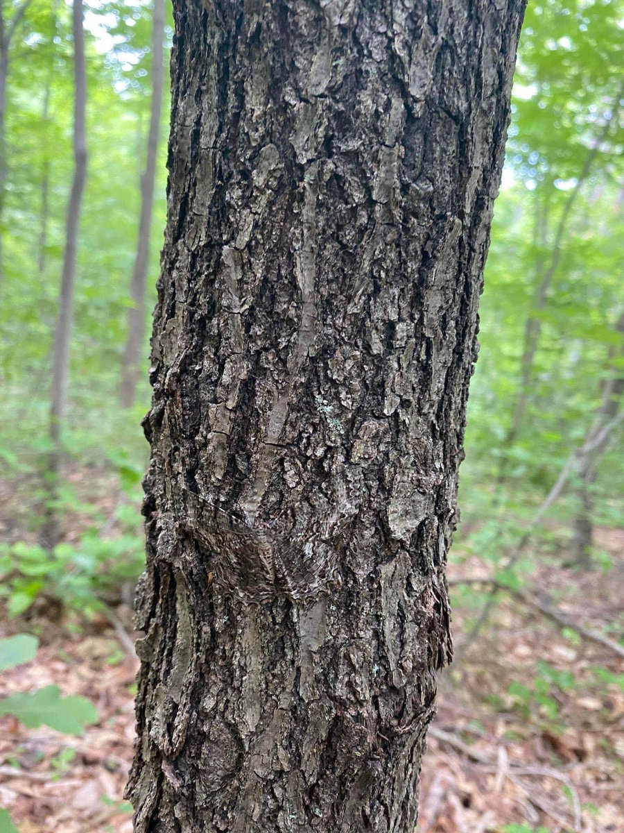 NGSSphenomena's tweet photo. Check out this camouflage!! What do you see?!? How did these species adapt to these very specific looks?!? How do they know where to blend in and where they might stick out like a sore 👍?!? #ngss #ngsschat #sciencetwitter https://t.co/HHIWKPCsN5