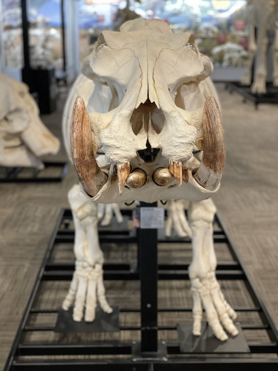 Filmed some fun science facts at the <a href="/OsteologyMuseum/">Museum of Osteology</a> for the relaunch of <a href="/YesScienceShow/">Yes Science Show</a>!