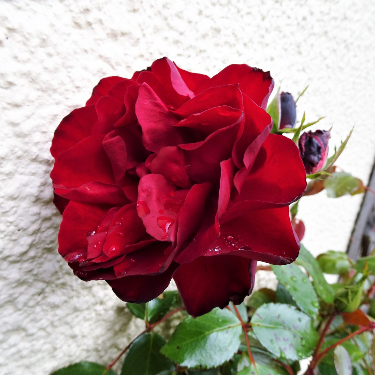 Dublin Bay rose in the rain today 🌹💦🌹 #RoseWednesday