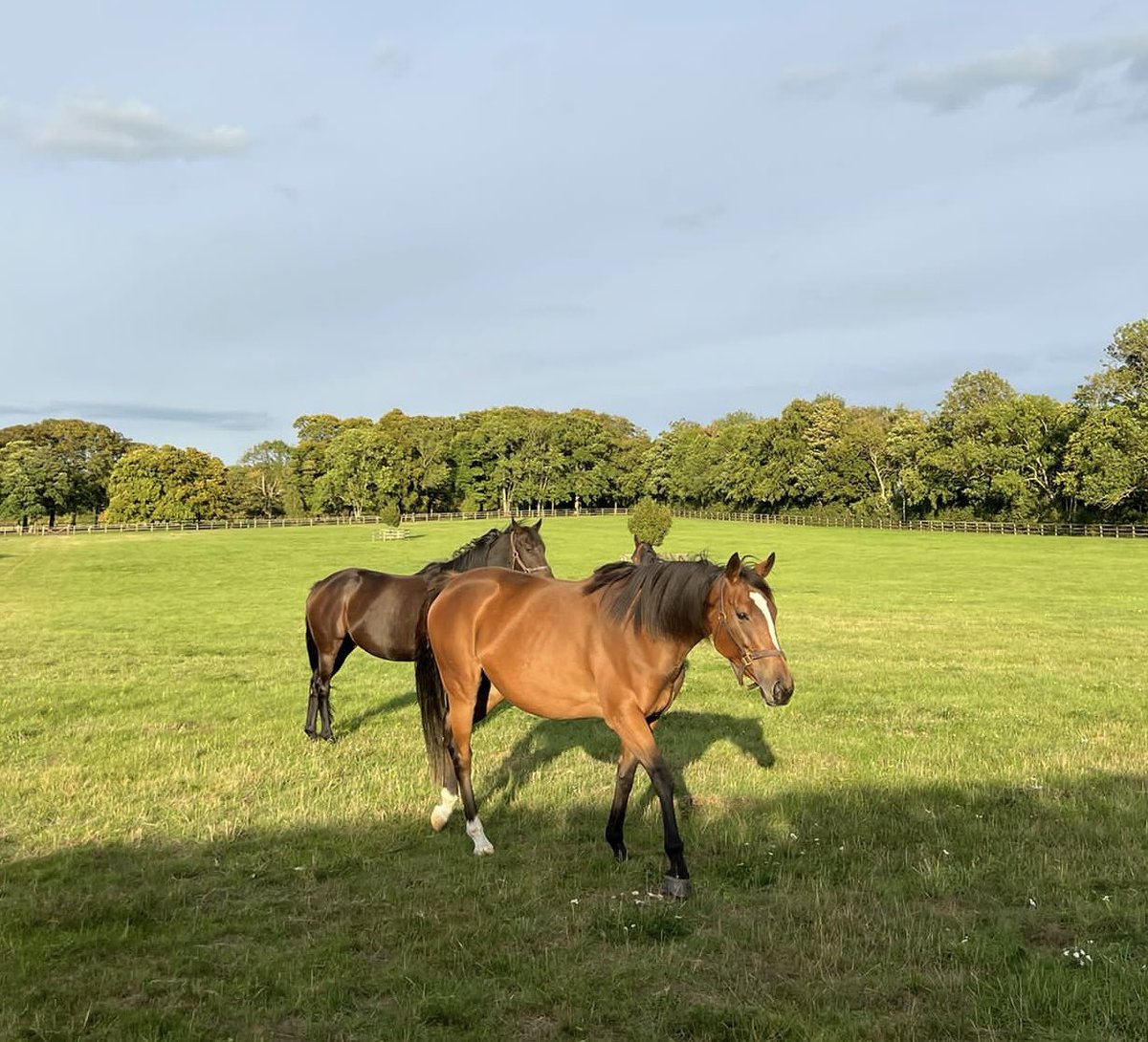LordshipStud's tweet photo. Nearly a year on from her success in the Group 1 Prix de Royallieu at @paris_longchamp, Loving Dream is in great form on the farm and we look forward to welcoming her first off spring by Dubawi in the new year! 🤞🏼@DarleyStallions #LovingDream #ArcWeekend https://t.co/otx7Xe3GG9