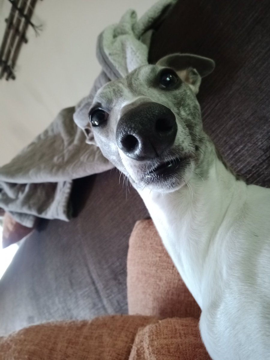 IggyWhippet's tweet image. Hello there again friends and I hope you are all having a great #WhippetWednesday 🐾🐾❤️❤️