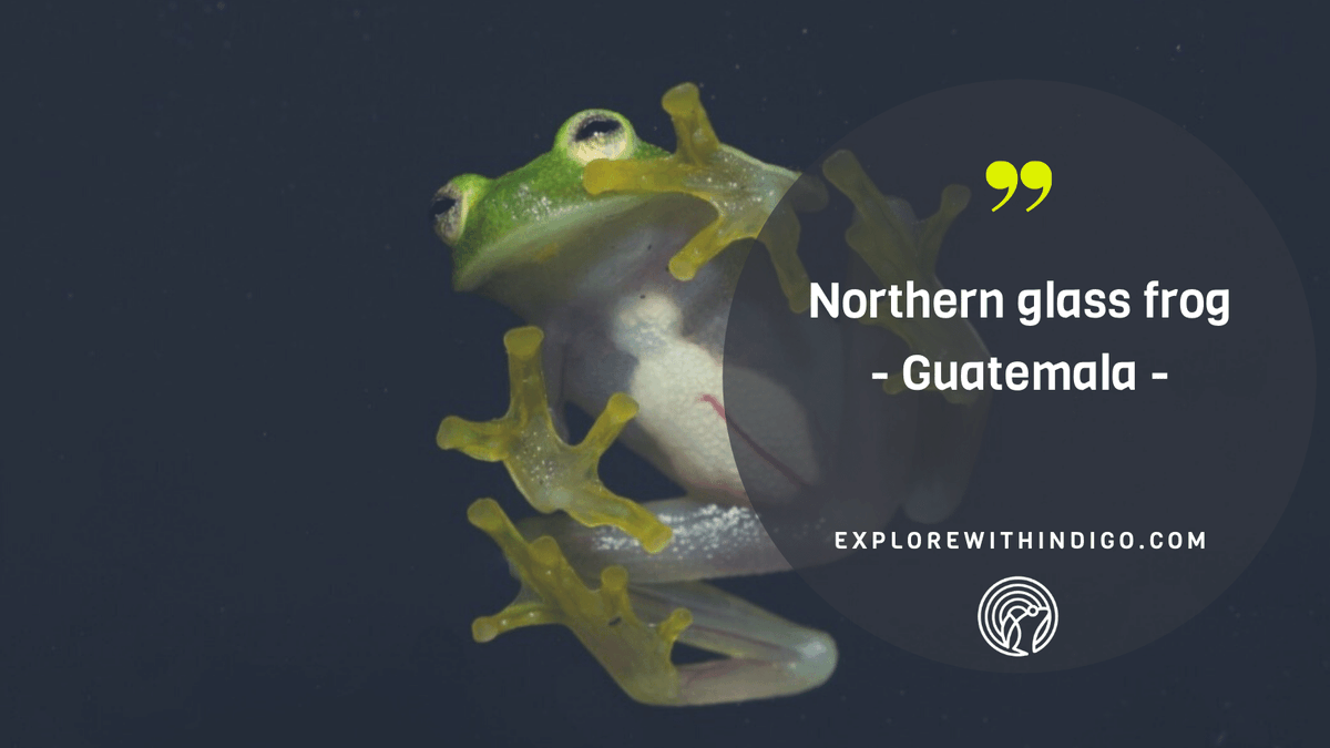 exploreindigo's tweet photo. Throughout the neotropics you can find, if you are lucky, little translucent green jewels known as glass frogs. They get their name from a completely transparent underside. #amphibianconservation #guatemala #cloudforestconservation Read more ->> https://t.co/Zki7lyk6Ln https://t.co/axlXLYtXSq