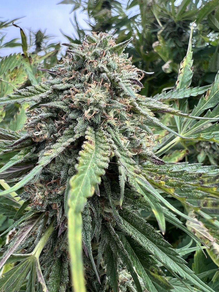 7farmsdown's tweet photo. Last check for the day. Still has some days to fill out into the 💰spot.

We’re working hard to get Star Cab Cherry Chem out into BC. #cherrychem #chem91 #cherrypie #starcab #stardawg #chemd #gsc https://t.co/h0VSmprkfB
