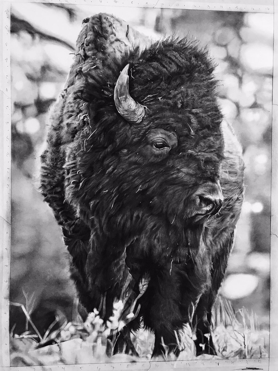 Here’s my latest drawing based on the photography of Jimmy Breitenstein entitled “American Giant”. 18x24 completed with charcoal. Enjoy! #bison #buffalo #artistsontwitter