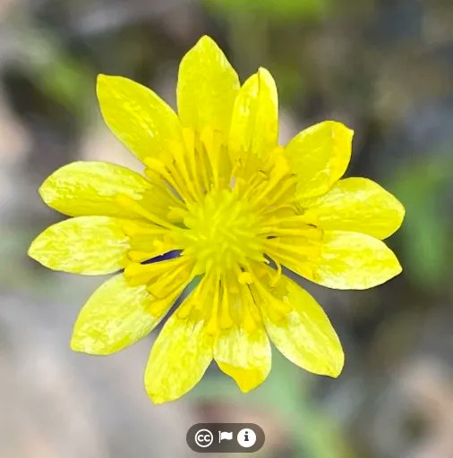 Happy #WildlifeWednesday everyone! Here we have the California Buttercup, photographed at our Osborn Preserve. It typically blooms from February–May. 
Did you know that the California Buttercup is a great source of pollen and nectar for bees? What a charming California Buttercup!