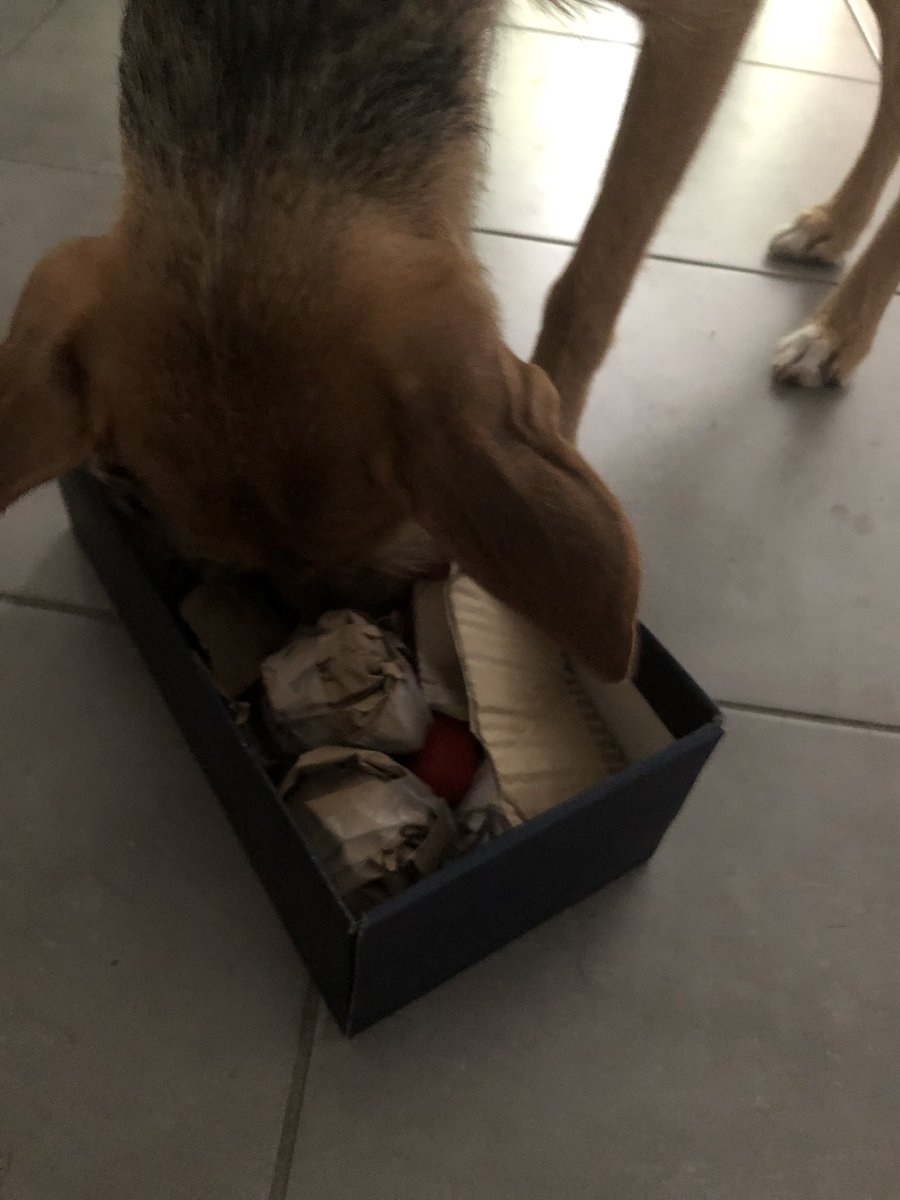 bebeseyko's tweet photo. À défaut du tapis de fouille, mon poti humain a fait un jeu pour moaf dans la boîte en carton pleine des kruk et que jo dois chercher les friandises dodans. https://t.co/nsx94NKXql
