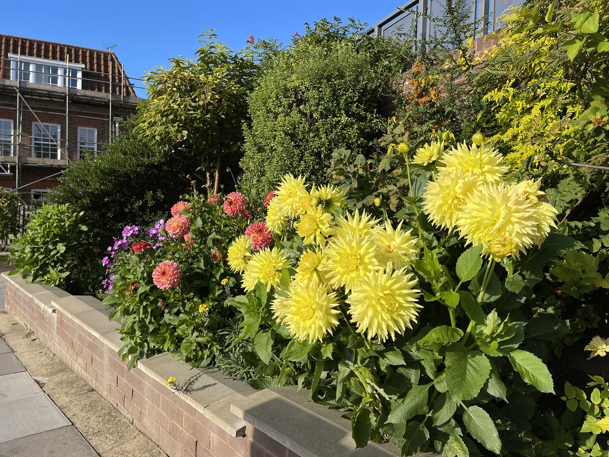 Inside Mill Hill and Edgware (@insidemillhill) on Twitter photo Beginning of October and we still have a beautiful array of colours in Station Road, Mill Hill outside <a href="/MHSynagogue/">Mill Hill Synagogue</a>. One of the nicest local displays of colour Beginning of October and we still have a beautiful array of colours in Station Road, Mill Hill outside <a href="/MHSynagogue/">Mill Hill Synagogue</a>. One of the nicest local displays of colour