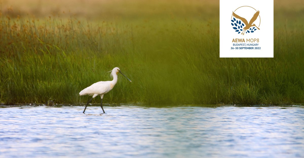 UN Biodiversity tweet media