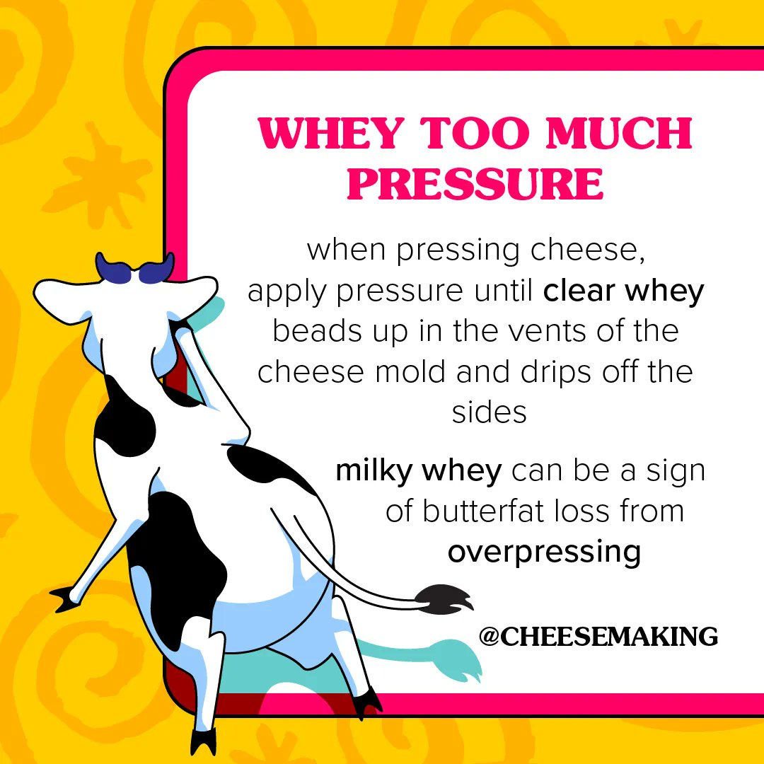 necheesemaking's tweet photo. Do not apply too much pressure when pressing cheese or the draining whey will be milky, a clear sign that 🧈butterfat🧈 is being squeezed out. 
Learn more about how to press smarter, not harder, here!
🧀👉 https://t.co/07w97o6jHY 👈🧀
#cheese #cheesemaking #homemadecheese #butter https://t.co/T5HYMMr87q