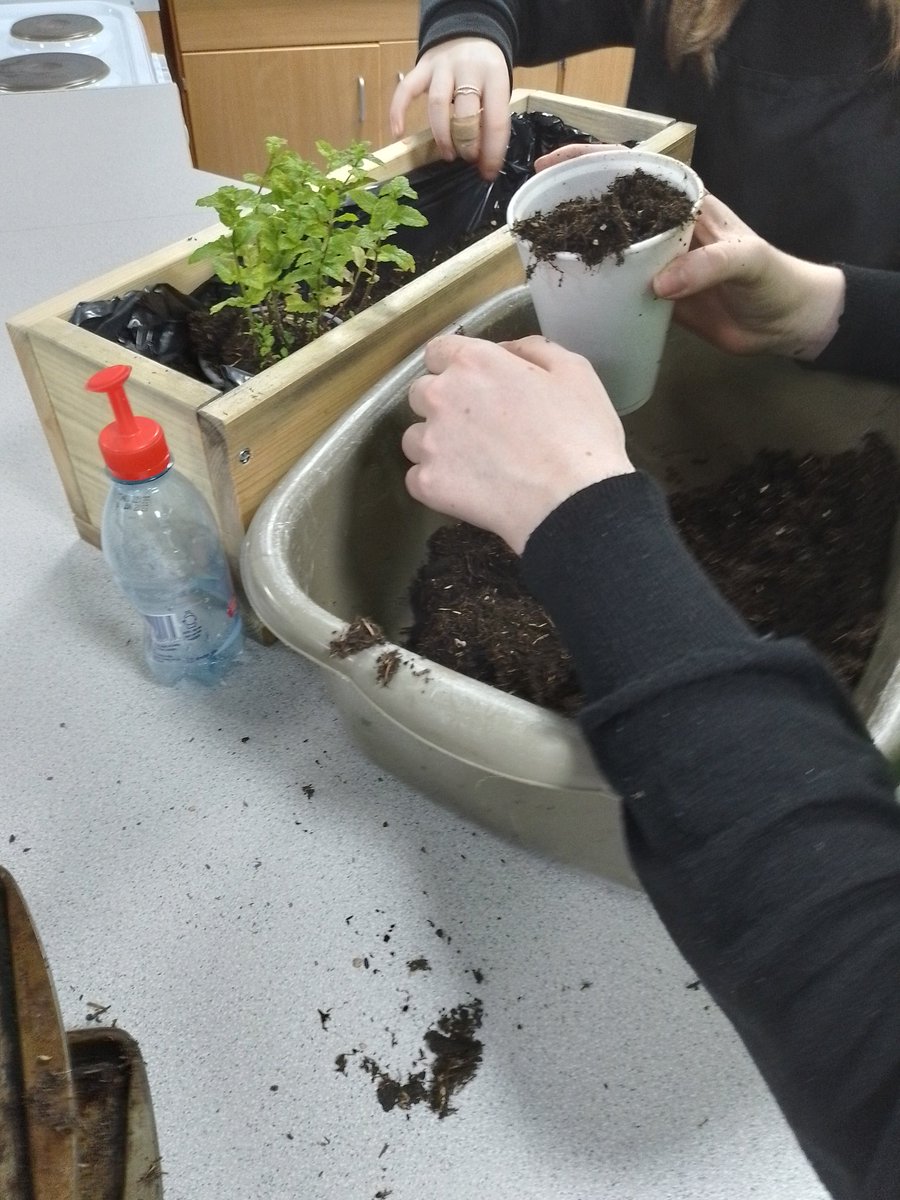 MenziesMo's tweet photo. Salad on a sill! Fabulous work from pupils at Armadale Academy in Ms Divers classes. 
Sustainable growing, and growing in a small space.  Window box growing. @ArmadaleAcademy @RHSBloom @RHSSchools #ArmadaleShed #growyourown #saladonasill https://t.co/p3zK9KP8W3