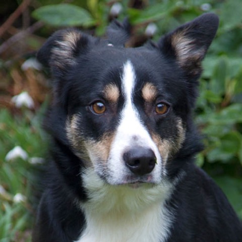 Please retweet to help Charlie find a home #CLWYD #NorthWales #Wales #UK Calm Collie aged 2, given up due to owner's ill health. He needs an adult home and gets on with other dogs. He is housetrained🐶✅ DETAILS or APPLY👇 ncar.org.uk/animals/charli……… #dogs #Collie #pets