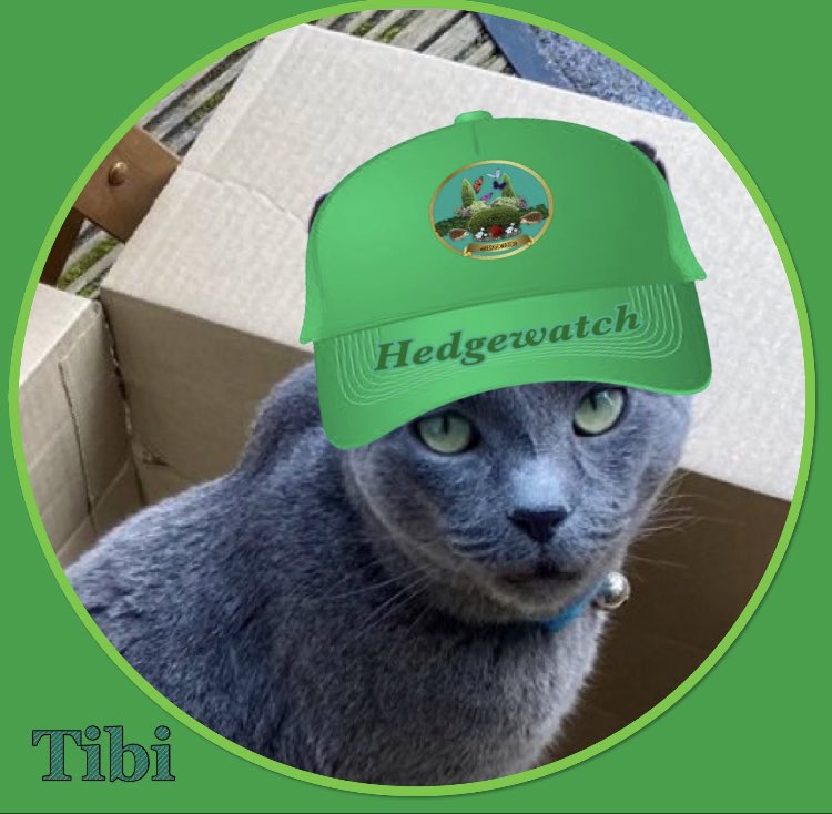 🌈Tiberius (aka Tibi) & Priscilla tweet media