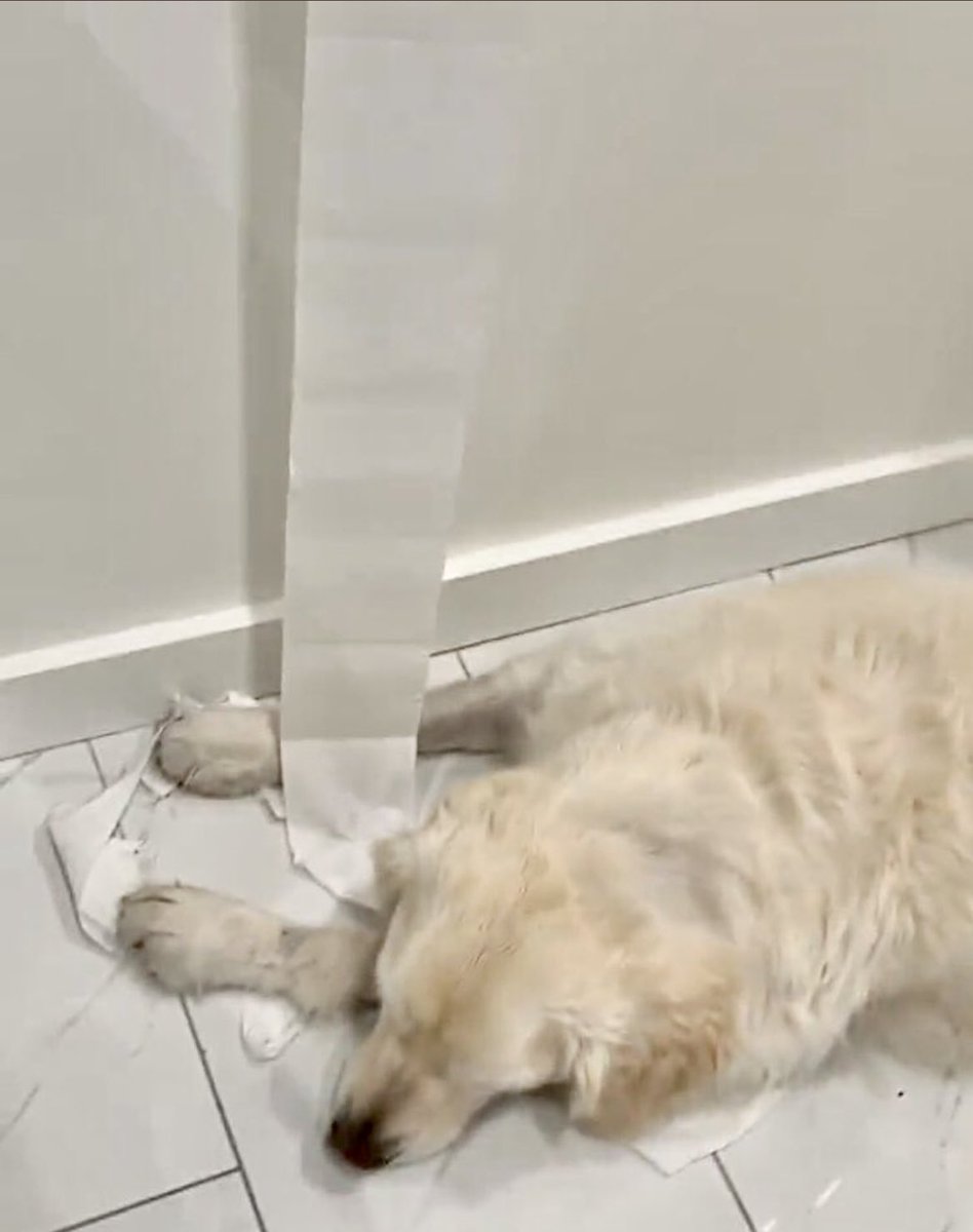 VoodsFoods's tweet photo. @GRDialogs @tine_theherd Voods (still!!) loves the All You Can Eat TP bar & while he admires AC’s 🧻 To Go option,
Toilet paper is #NOTACFoods!!
Sorry, AC!
Are we sure AC was not just being a good host for @GhostVoods ? 🤔
#INNOCENT
Voods also endorses the “Can’t be mad if I can’t See You” Rule!! https://t.co/9JGJQv9uPB