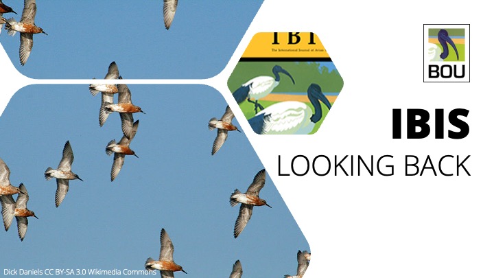 LOOKING BACK in <a href="/IBIS_journal/">BOU 👩🏻‍🏫👨🏿‍🏫🧕🏽👳🏽‍♂️ 🌈</a> 

When a typical jumper skips: itineraries and staging habitats used by Red Knots migrating between northwest Australia and the New Siberian Islands
onlinelibrary.wiley.com/doi/full/10.11…

Theunis Piersma <a href="/GlobalFlyway/">Global Flyway Network</a> et al | #ornithology #shorebirds #waders