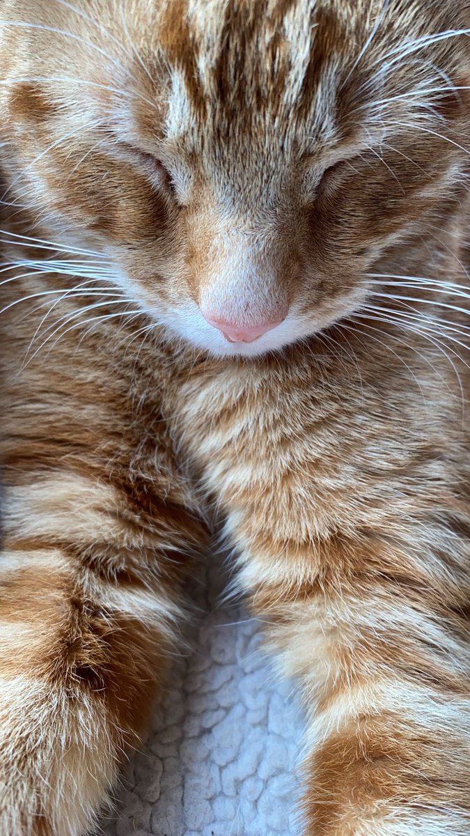 Tired and stripey tonight…..